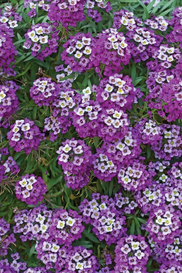 ALYSSUM ROYAL CARPET SEEDLING    شتلات زهور الاليسيوم رويال كاربت