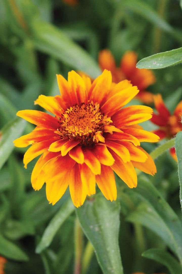 ZINNIA HAAGEANA OLD MEXICO SEEDLING   شتلات زهور الزينيا هاقينا اولد ماكسيكو