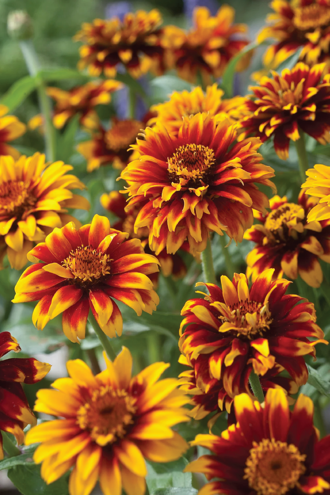 ZINNIA HAAGEANA OLD MEXICO SEEDLING   شتلات زهور الزينيا هاقينا اولد ماكسيكو