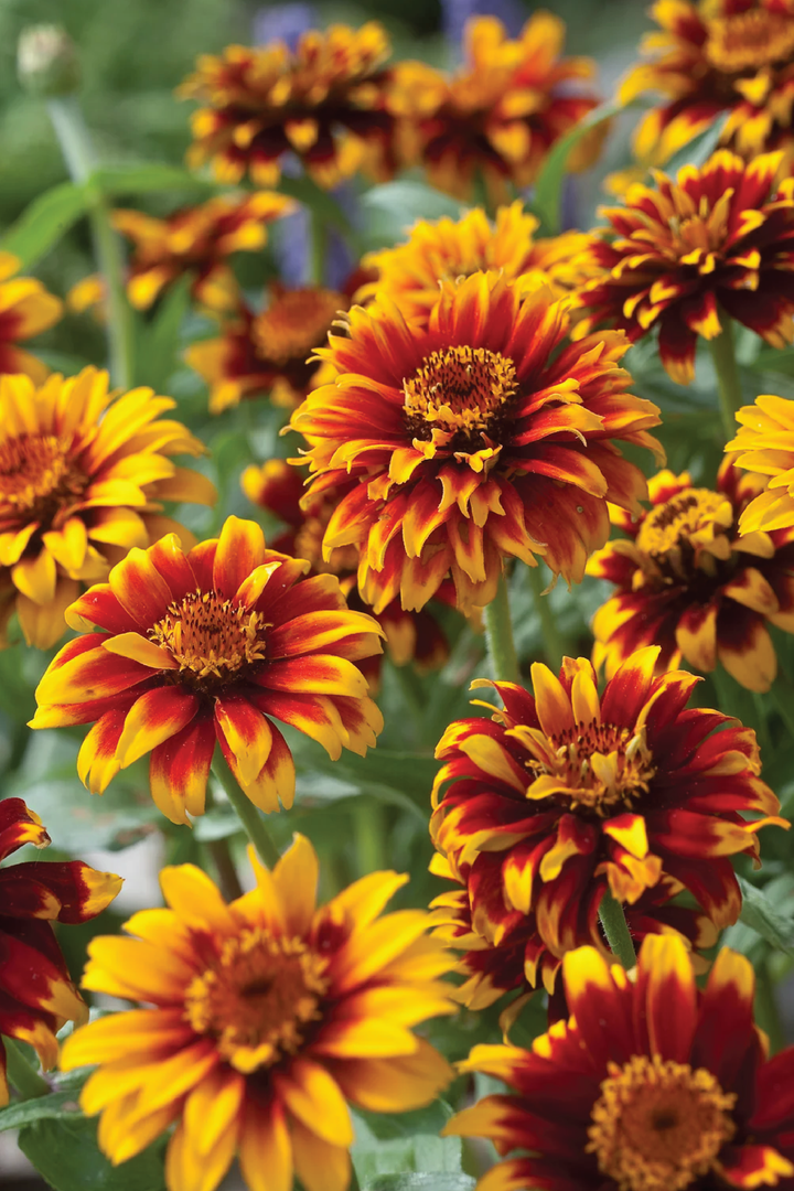 ZINNIA HAAGEANA OLD MEXICO SEEDLING   شتلات زهور الزينيا هاقينا اولد ماكسيكو