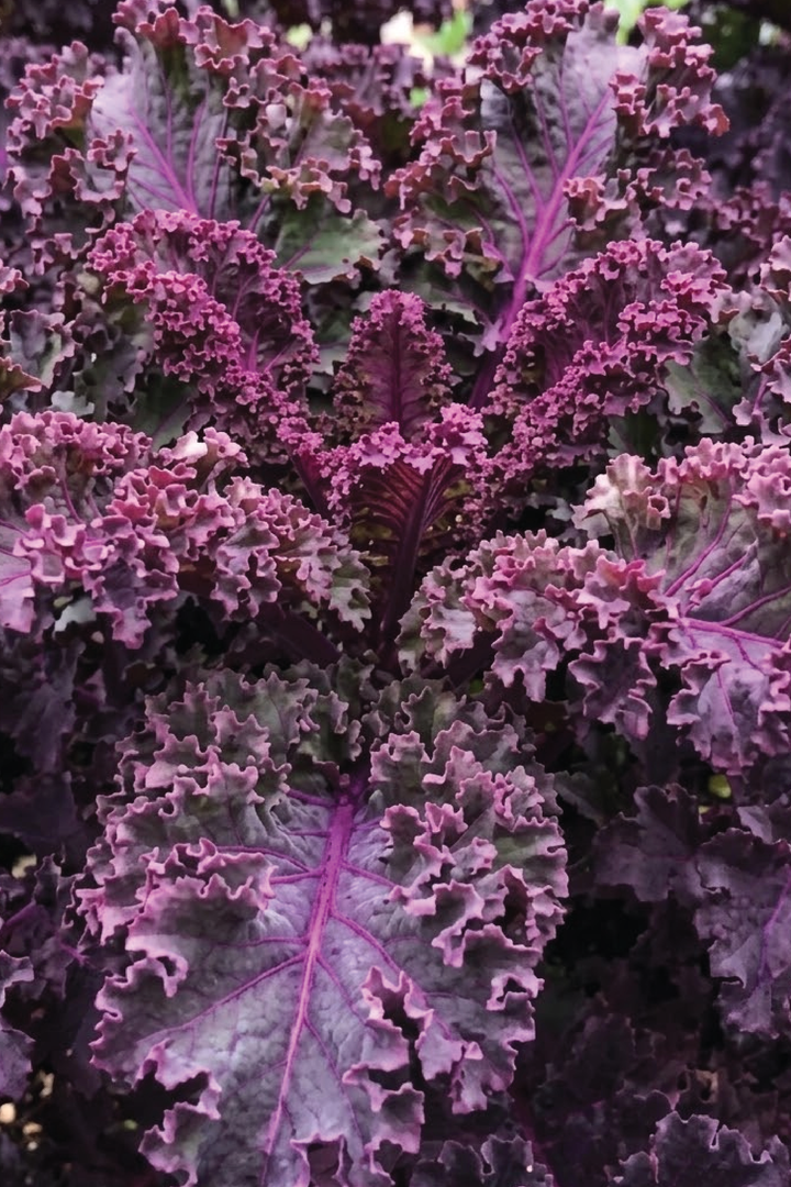 ORGANIC SCARLET KALE SEEDLING    شتلات كيل سكارليت العضوية