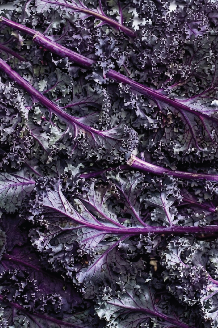 ORGANIC SCARLET KALE SEEDLING    شتلات كيل سكارليت العضوية