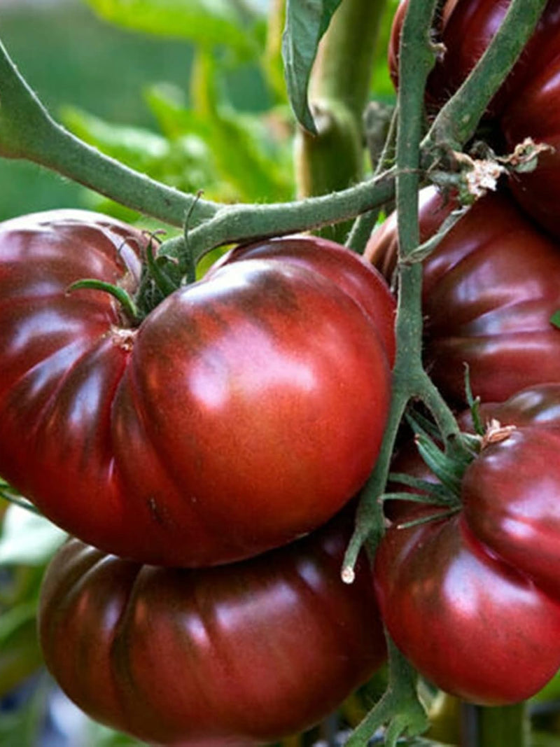ORGANIC TOMATO CHEROKEE PURPLE SEEDLING<br>شتلات الطماطم شيروكي بيربل العضوية