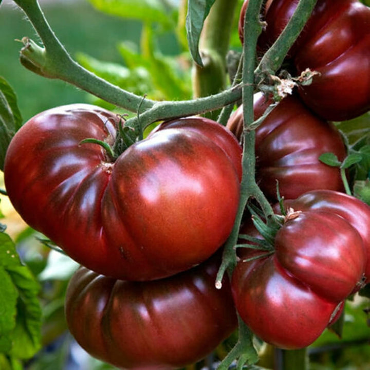 ORGANIC TOMATO CHEROKEE PURPLE SEEDLING<br>شتلات الطماطم شيروكي بيربل العضوية