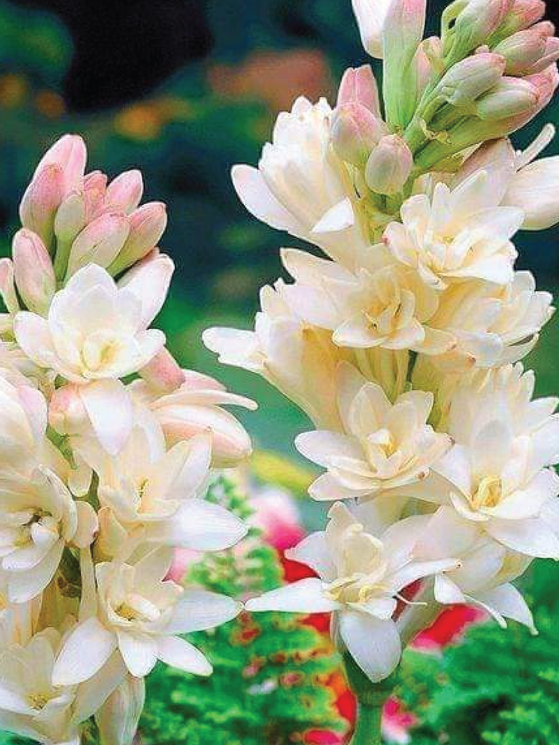 TUBEROSE FLOWER BULBS<br>أبصال التيوب روز