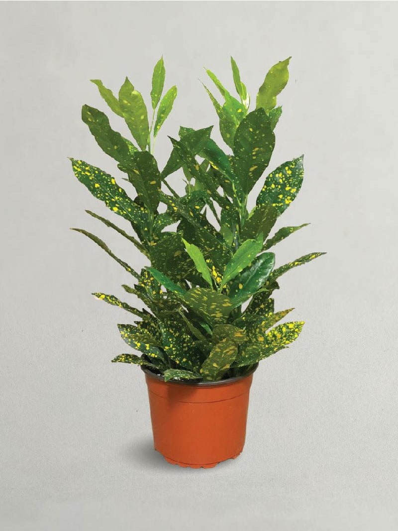 Golden Dust Plant - Croton Plant