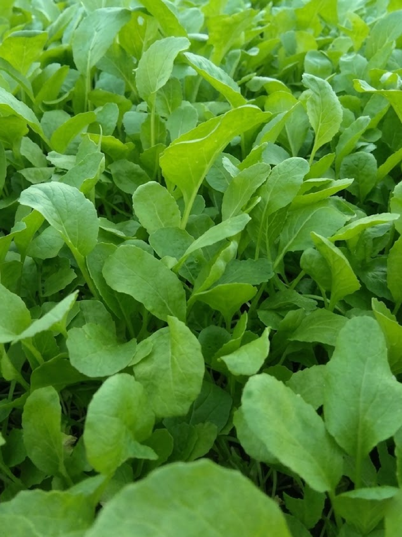2 ORGANIC ROCKET SEEDLING