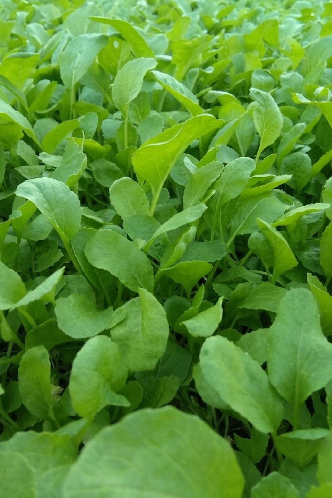 2 ORGANIC ROCKET SEEDLING