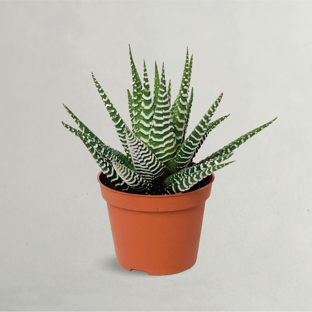 types of zebra cactus HAWOTHIA FASCIATA (ZEBRA CACTUS)