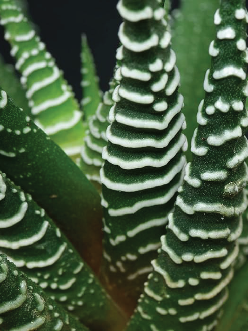 Hawothia Fasciata (Zebra Cactus) Garden Plants