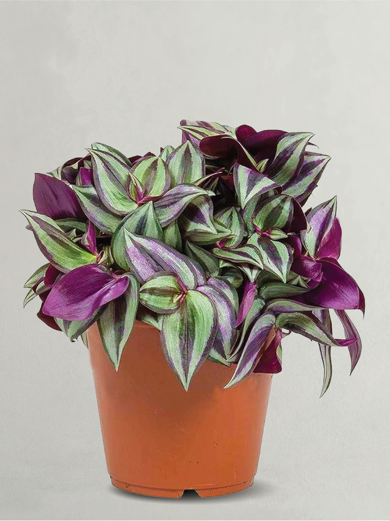 TRADESCANTIA ZEBRINA, WANDERING JEW