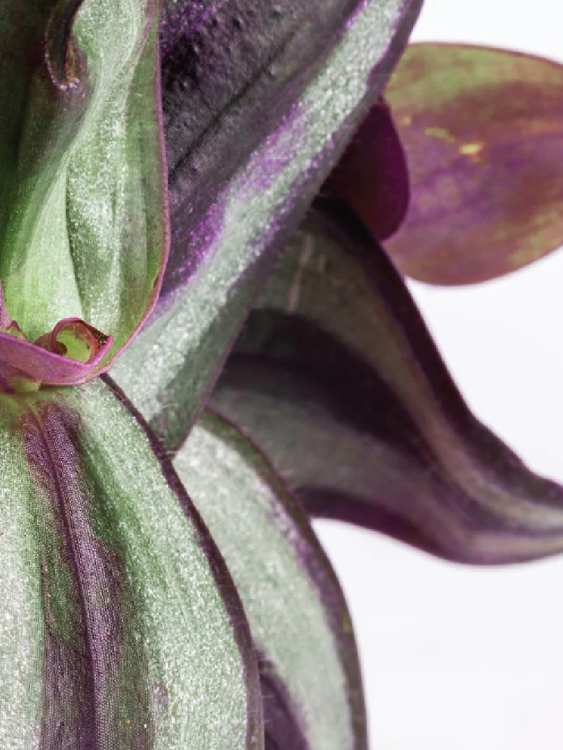 TRADESCANTIA ZEBRINA, WANDERING JEW