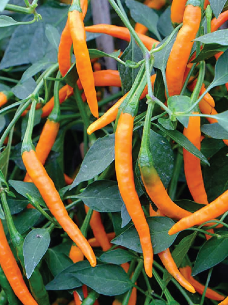 ORGANIC ORANGE CAYENNE HOT PEPPER SEEDLING<br>شتلات فلفل الكايين البرتقالي الحار العضوية