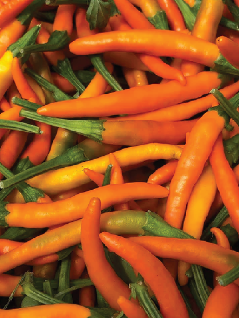 ORGANIC ORANGE CAYENNE HOT PEPPER SEEDLING<br>شتلات فلفل الكايين البرتقالي الحار العضوية