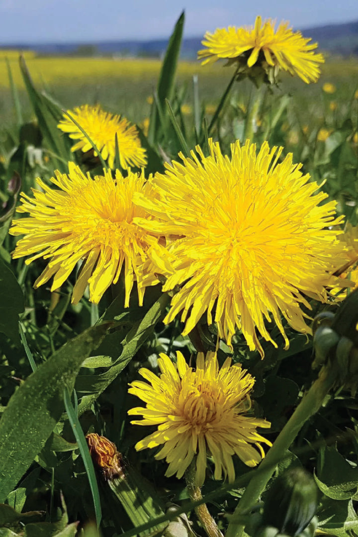 ORGANIC DANDELION SEEDLING