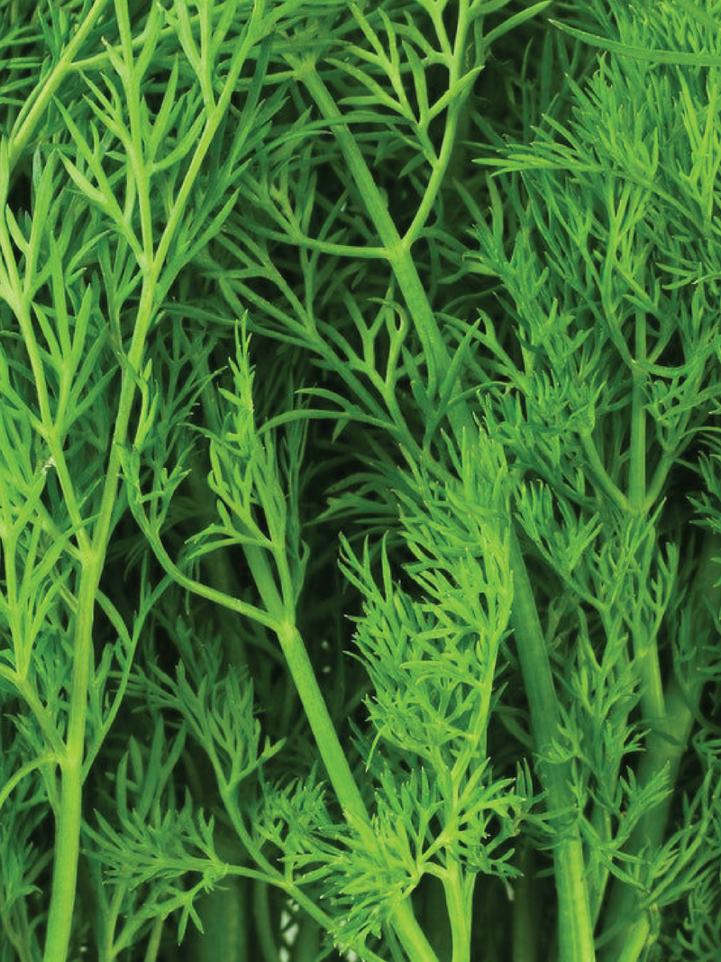 DILL SEEDS