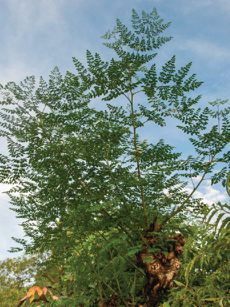 MORINGA TREE SEEDS<br> بذور شجرة المورينجا