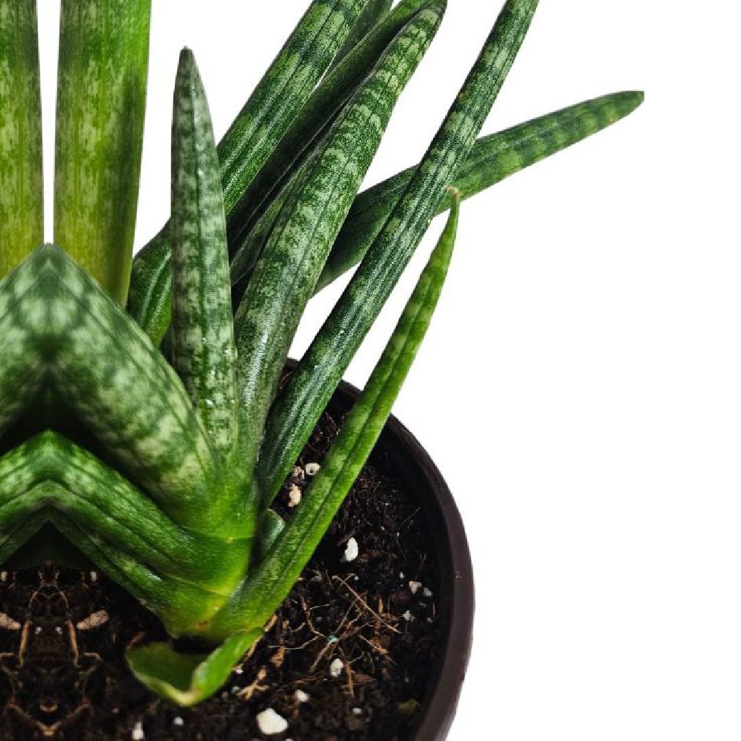 Boncel Sansevieria Boncel Starfish Snake Plant Order Snake Plant Now Online ...