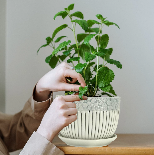 Ceramic Planters
