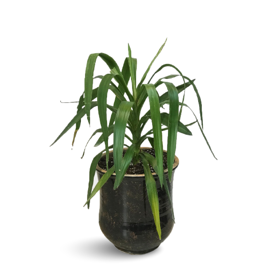 Indoor Yucca Plant - Spineless Yucca For Sale
