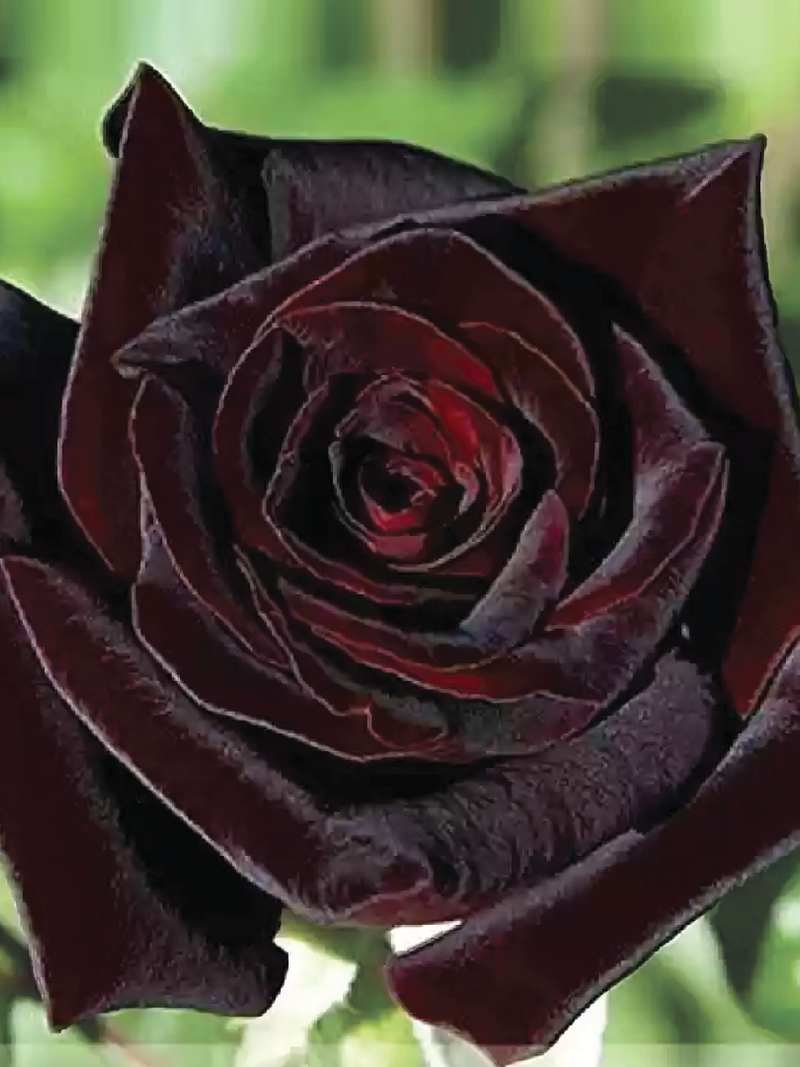 BLACK BUCK ROSE SEEDS <br> بذور الوردة بلاك باك