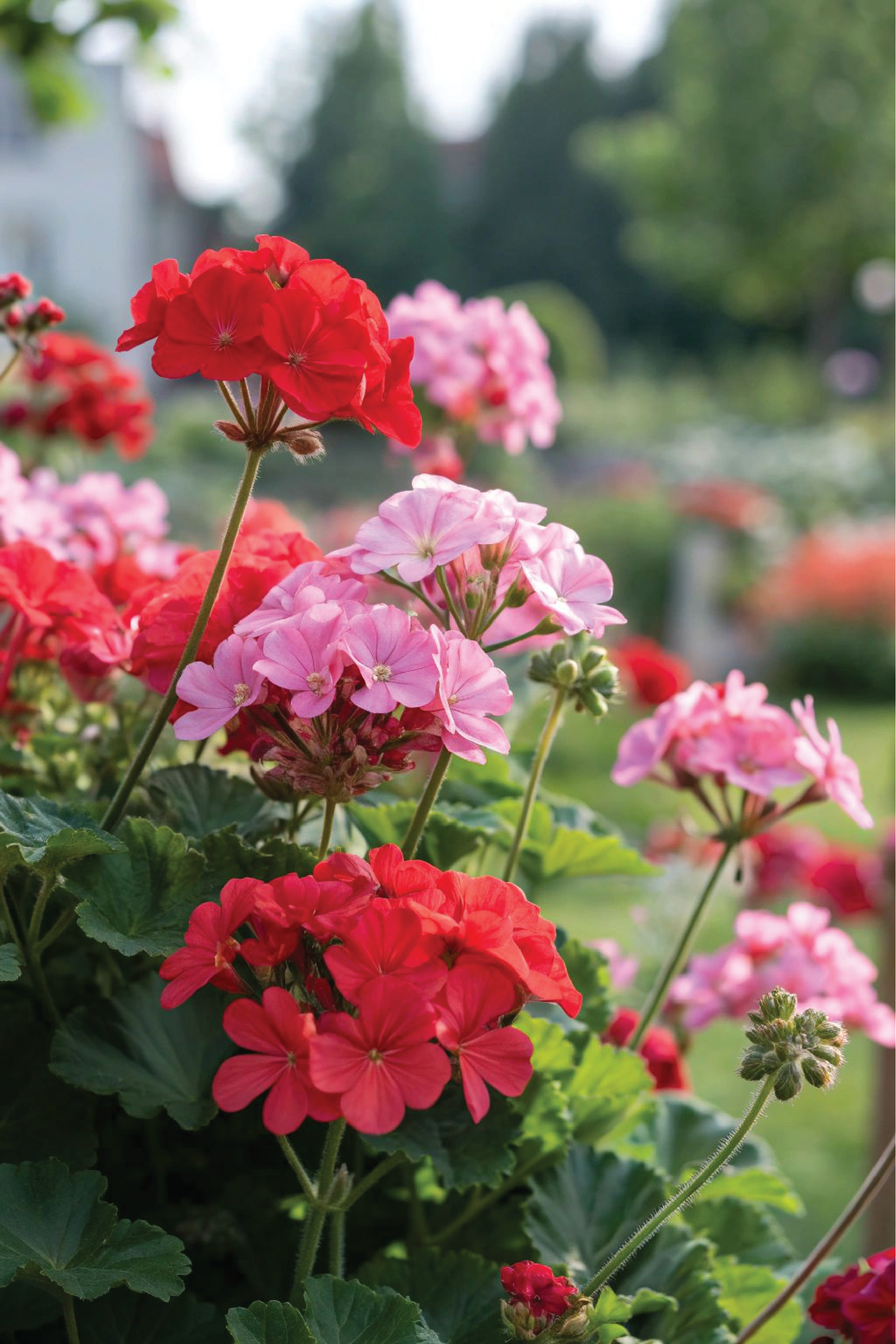GERANIUM MIX FLOWER SEEDLING شتلات زهور الجيرانيوم مكس – Plantology Lab ...