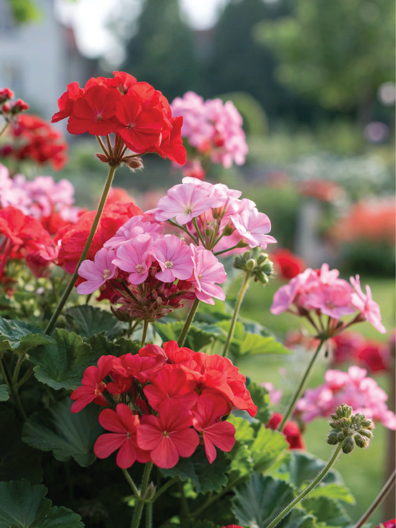 GERANIUM MIX FLOWER SEEDLING <br>شتلات زهور الجيرانيوم مكس