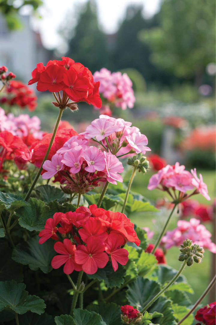 GERANIUM MIX FLOWER SEEDLING <br>شتلات زهور الجيرانيوم مكس