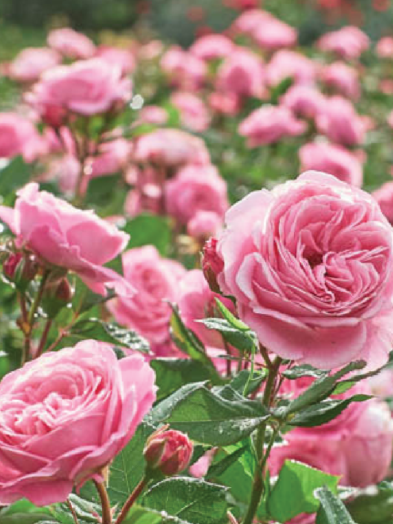 PINK ROSE SEEDS <br>بذور الجوري الوردي