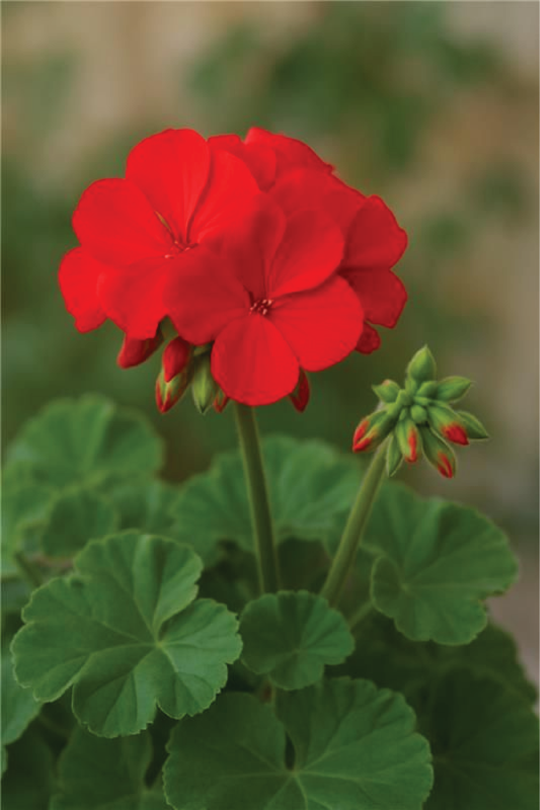 GERANIUM MIX FLOWER SEEDLING <br>شتلات زهور الجيرانيوم مكس
