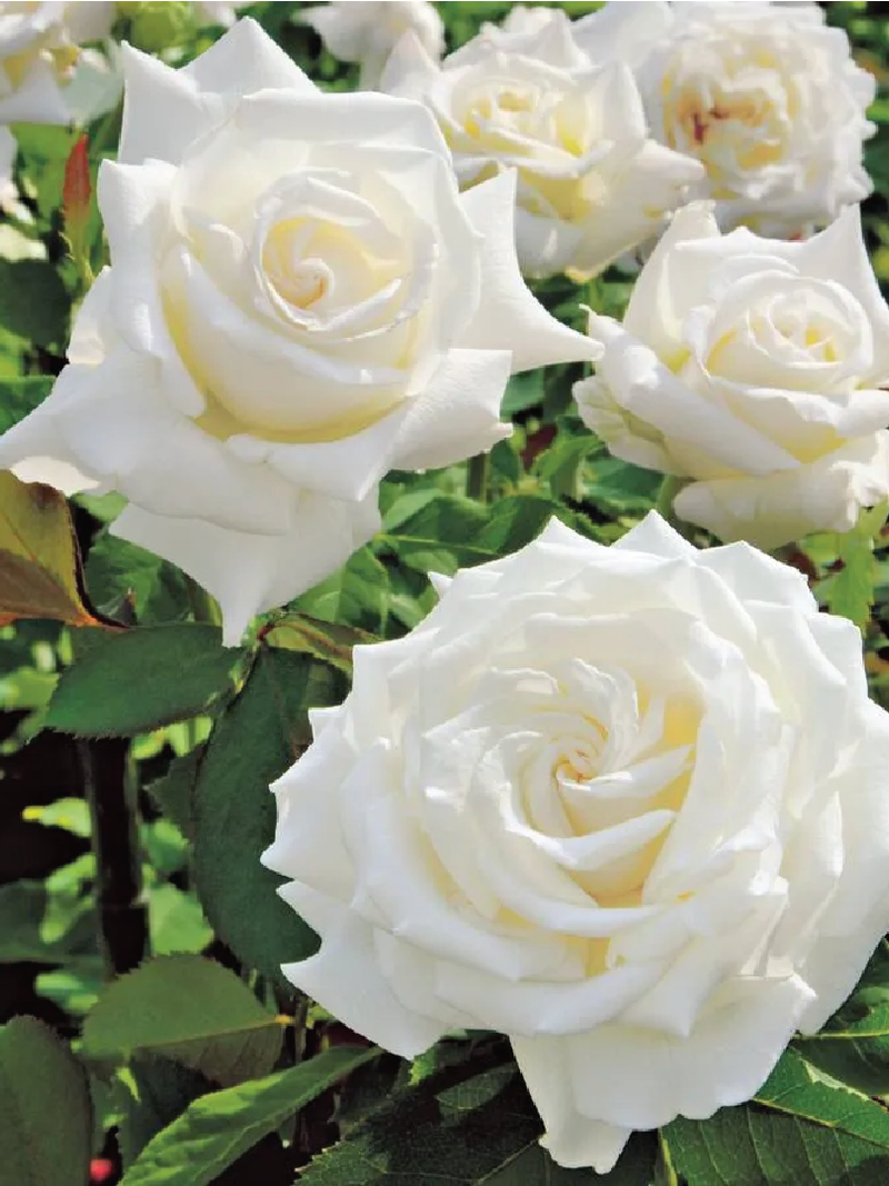 WHITE ROSE SEEDS <br>بذور الورد الأبيض
