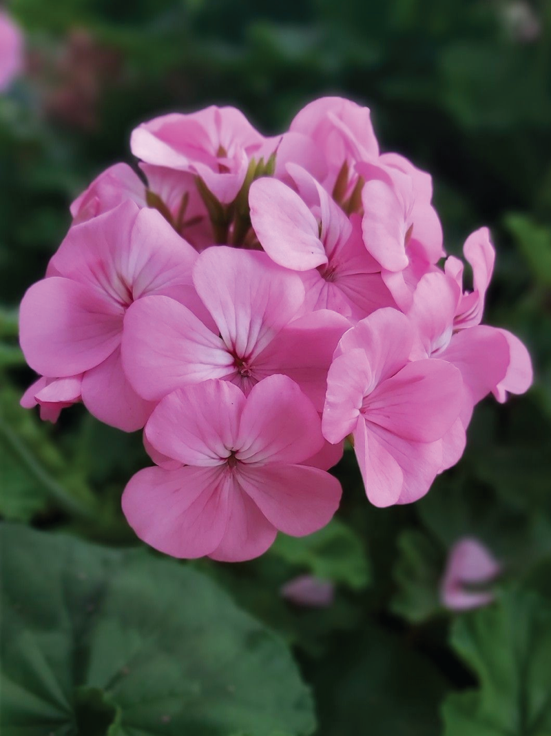 GERANIUM MIX FLOWER SEEDLING <br>شتلات زهور الجيرانيوم مكس