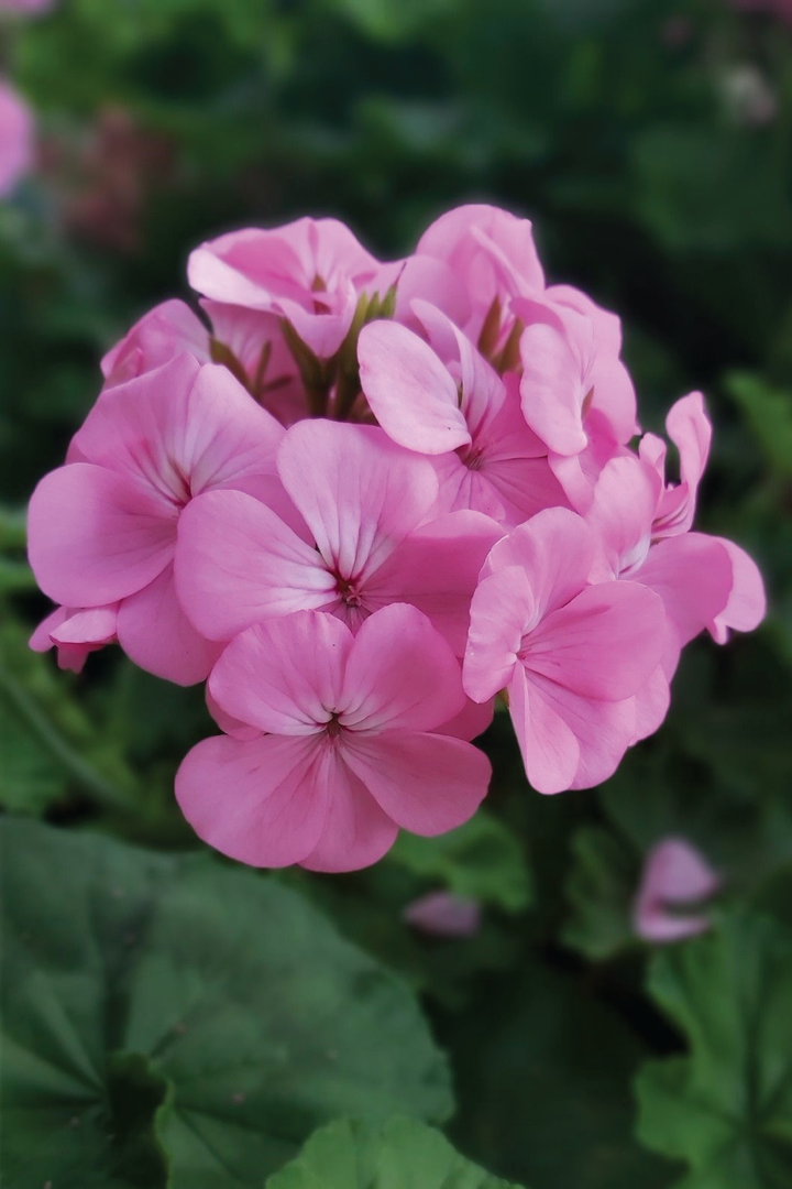 GERANIUM MIX FLOWER SEEDLING <br>شتلات زهور الجيرانيوم مكس