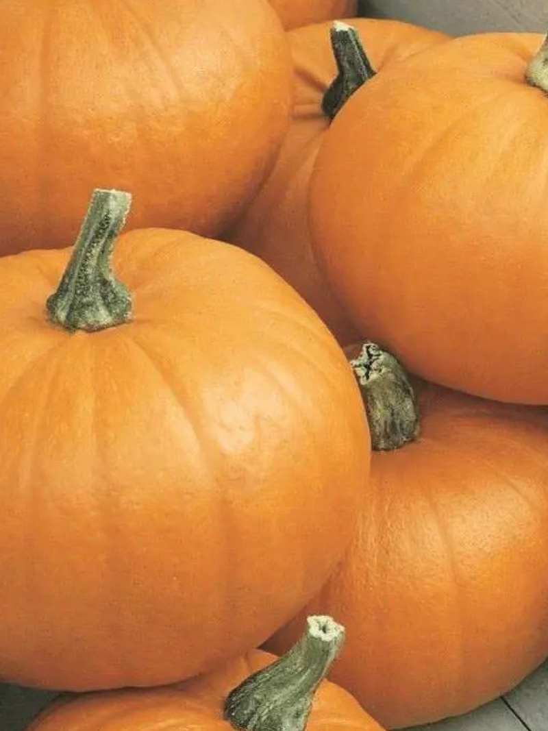 ORGANIC WEE B LITTLE PUMPKIN SEEDLING <br> شتلات القرع وي بي ليتل العضوية