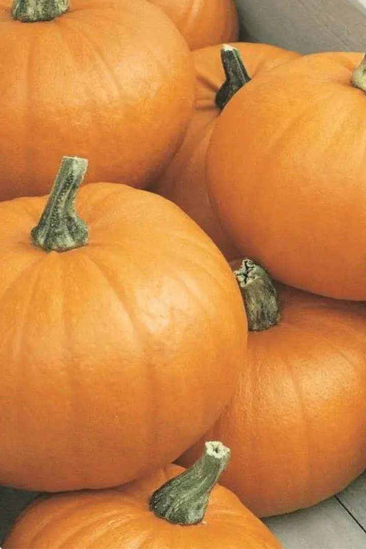 ORGANIC WEE B LITTLE PUMPKIN SEEDLING <br> شتلات القرع وي بي ليتل العضوية