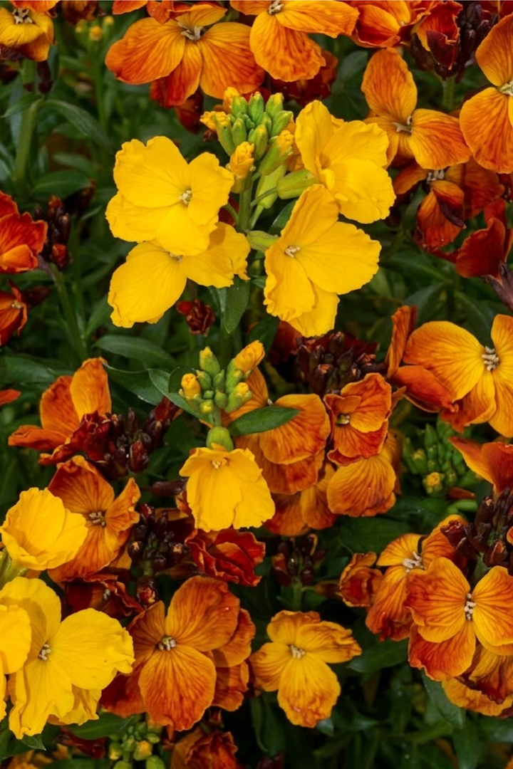 WALLFLOWER SEEDS <br> بذور زهور المنثور