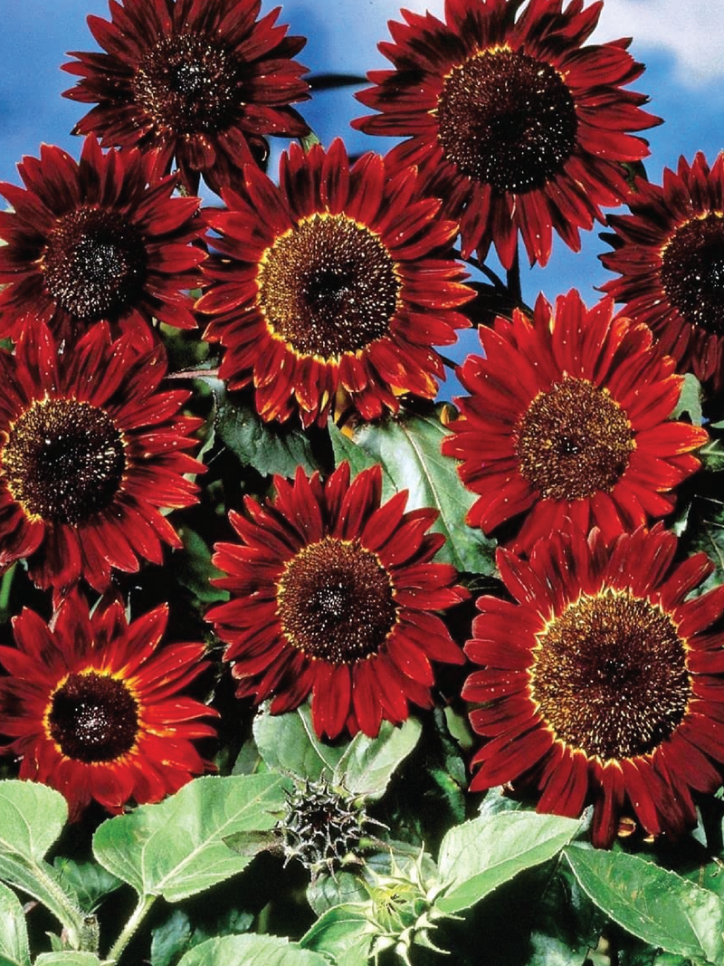 SUNFLOWER RED SUN SEEDLING <br> شتلات زهور دوار الشمس رد سن