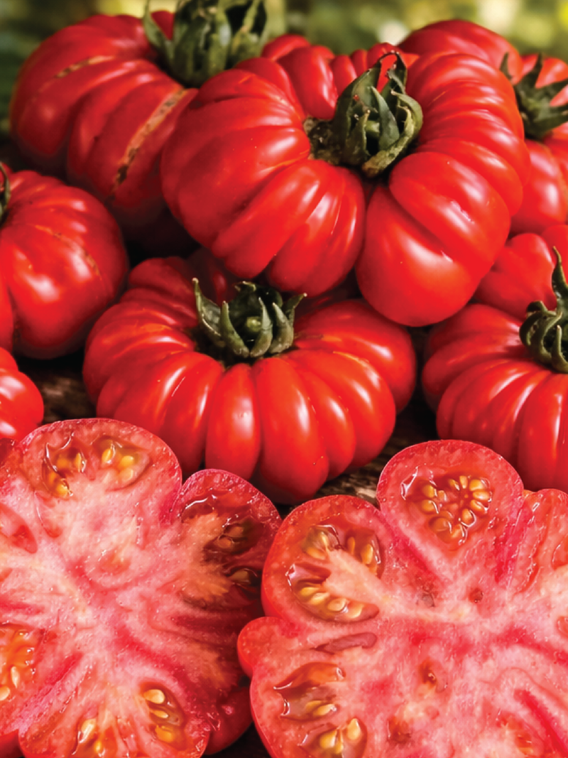 ORGANIC TOMATO BURMESE SOUR SEEDLING <br>شتلات طماطم بورميه ساور العضوية