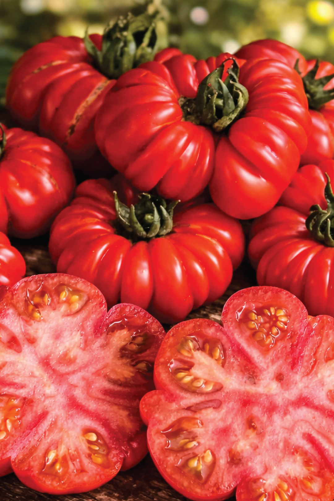 ORGANIC TOMATO BURMESE SOUR SEEDLING <br>شتلات طماطم بورميه ساور العضوية