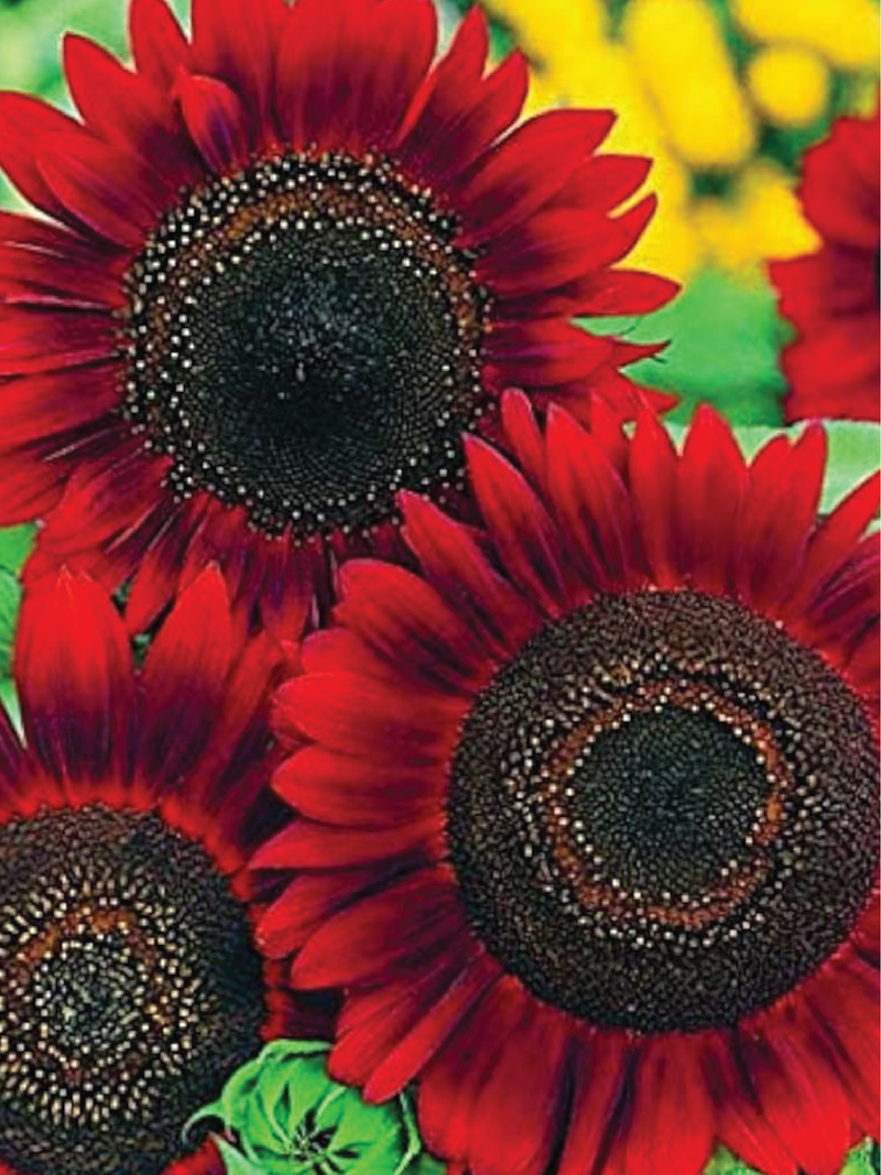 SUNFLOWER RED SUN SEEDLING <br> شتلات زهور دوار الشمس رد سن