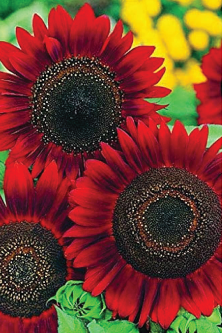 SUNFLOWER RED SUN SEEDLING <br> شتلات زهور دوار الشمس رد سن