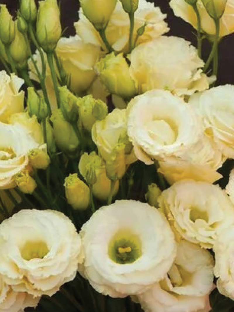 VOYAGE YELLOW EUSTOMA/LISIANTHUS SEEDLING <br>شتلات زهور الاستوما / الليسيانثس فوياج يلو