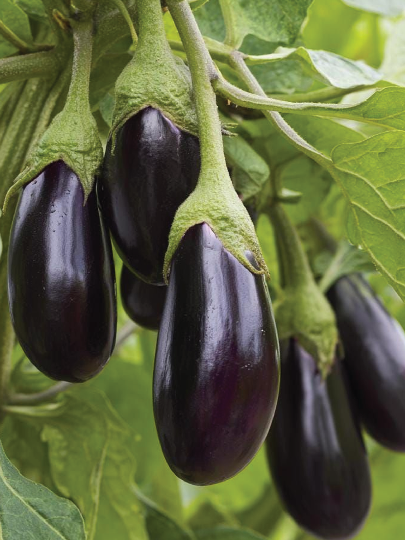 ORGANIC BLACK BEAUTY EGGPLANT SEEDLING <br> شتلات الباذنجان بلاك بيوتي العضوية