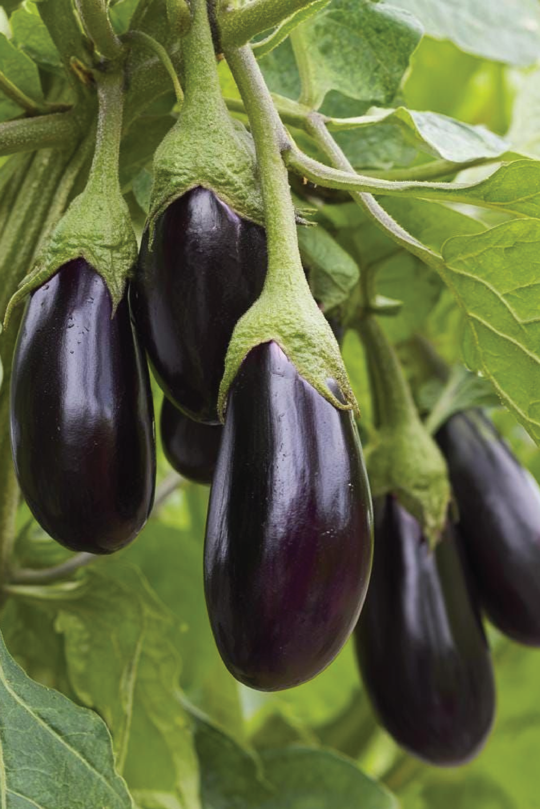 ORGANIC BLACK BEAUTY EGGPLANT SEEDLING