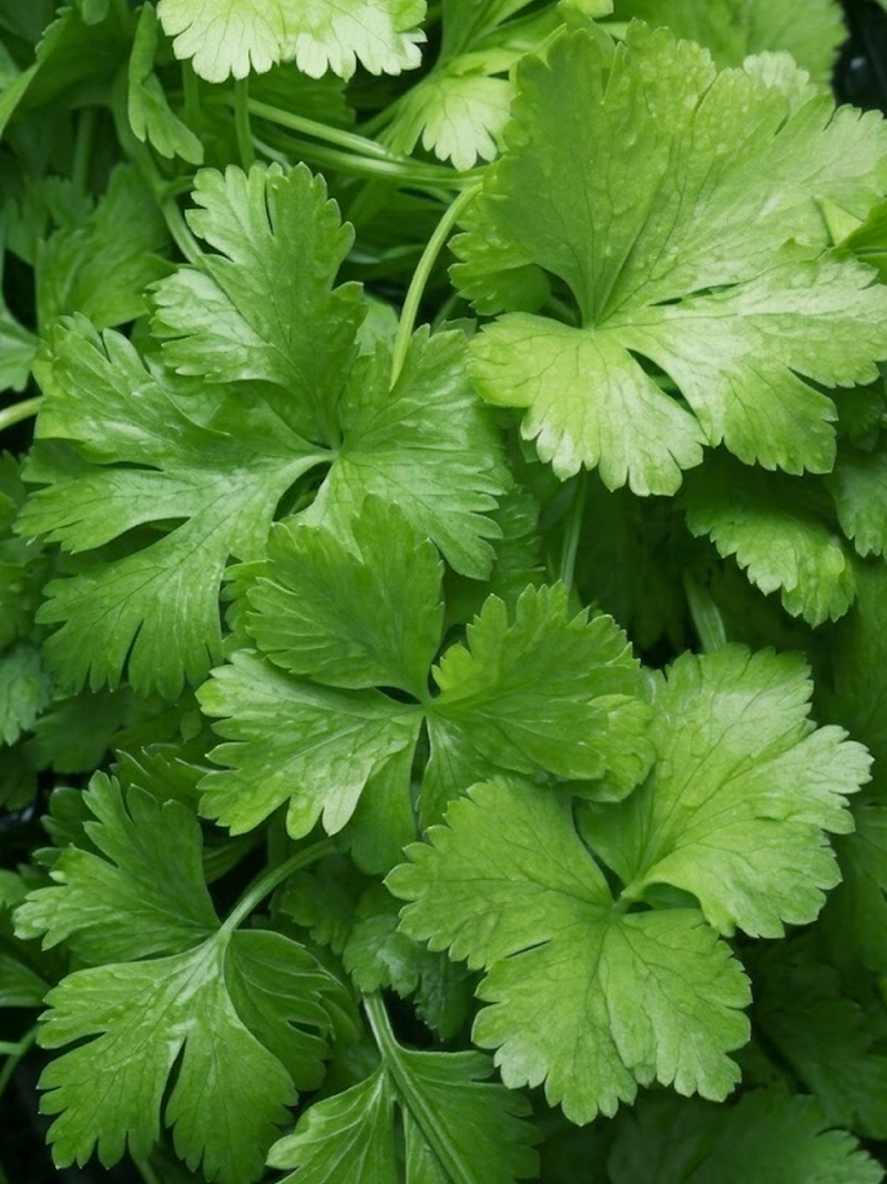 LARGE LEAF CORIANDER SEEDS