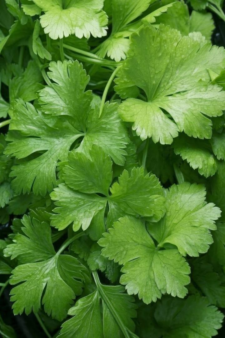 LARGE LEAF CORIANDER SEEDS