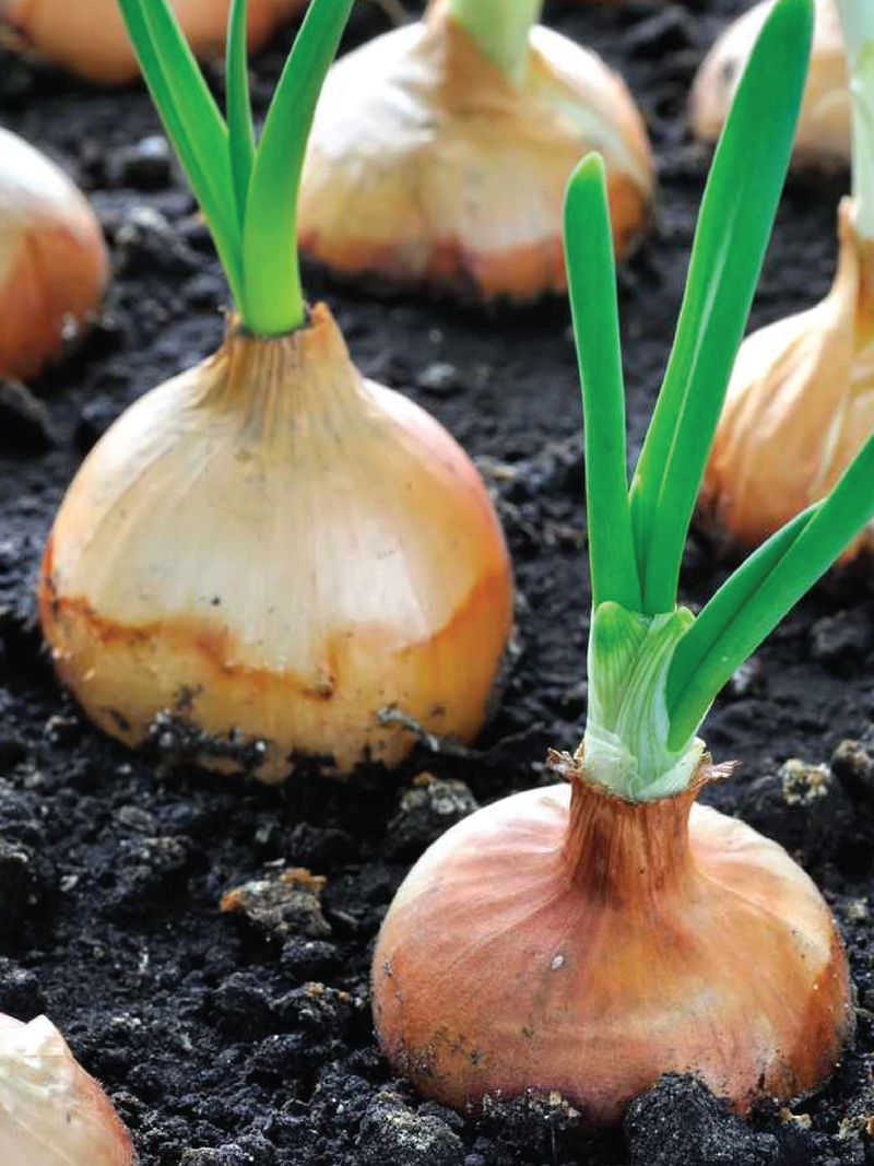 ORGANIC ONION SEEDLING <br>شتلات البصل العضوية