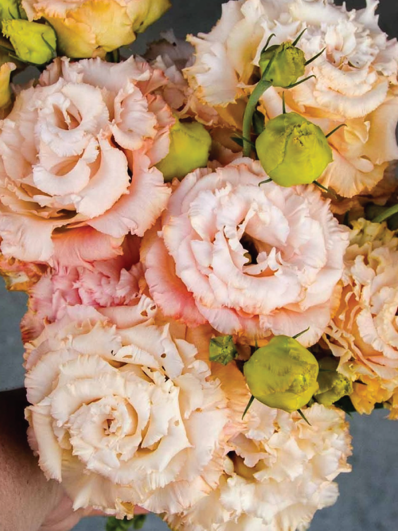 VOYAGE LIGHT APRICOT EUSTOMA/LISIANTHUS SEEDLING <br>شتلات زهور الاستوما / الليسيانثس لايت أبريكوت