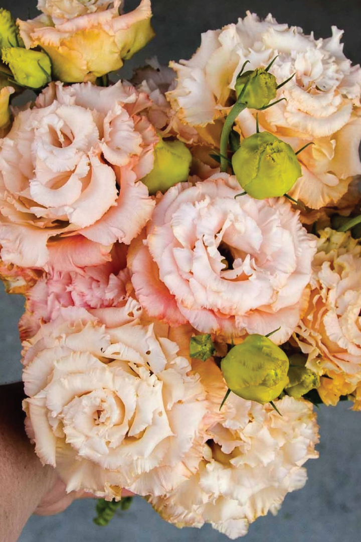 VOYAGE LIGHT APRICOT EUSTOMA/LISIANTHUS SEEDLING <br>شتلات زهور الاستوما / الليسيانثس لايت أبريكوت