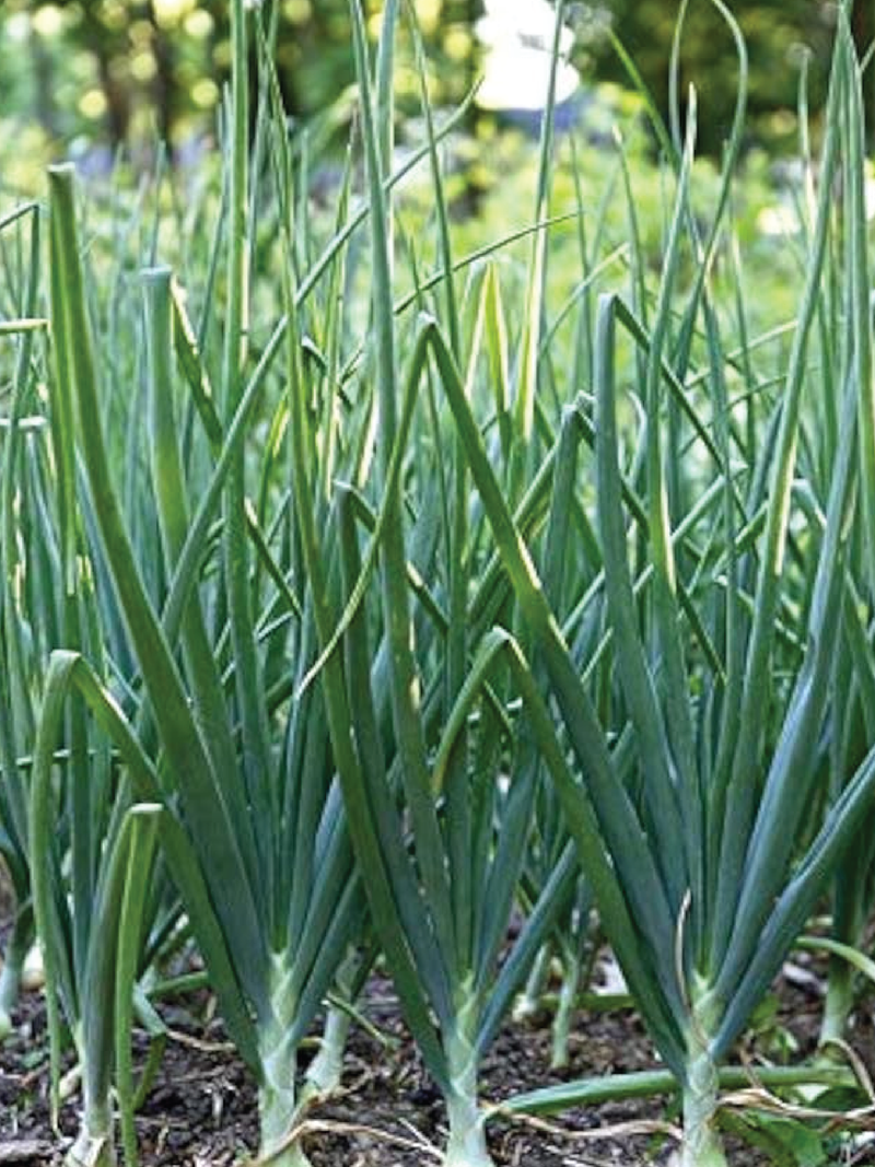 ORGANIC ONION SEEDLING <br>شتلات البصل العضوية